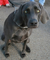 Webark 5K Photo by Julie Black